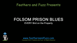 Prison Blues