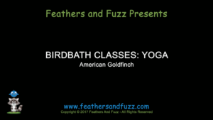 American Goldfinch Yoga - Feature Image
