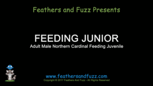 Feeding Junior