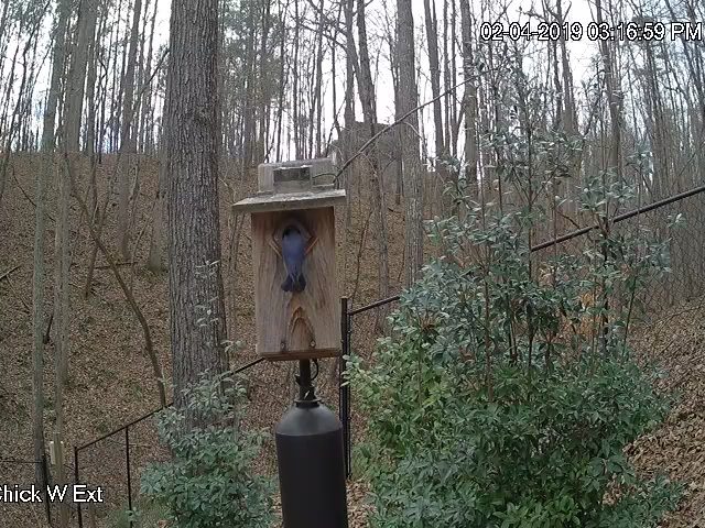 Bluebird Checks of Chick W Minutes After