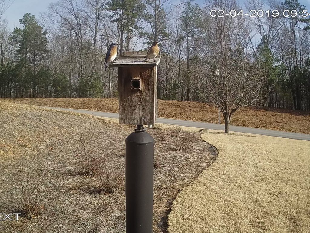 Bluebird Pair at BB N