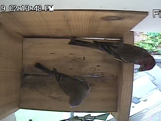 Finches Return to Platform