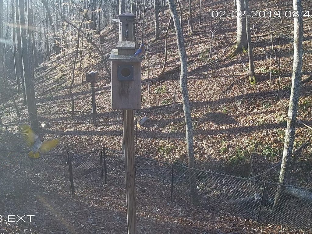 Flicker Underside - Chasing Off Bluebird