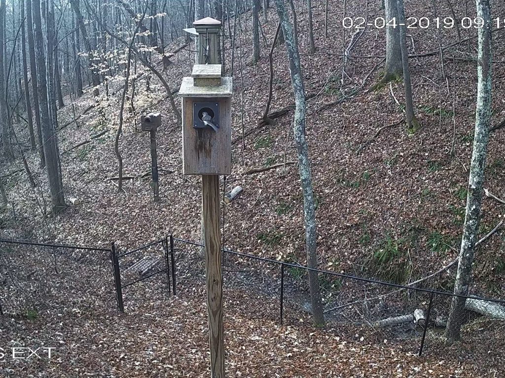 Titmouse Perched on Owl S