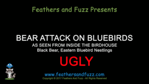 Bear Attacks Bluebirds