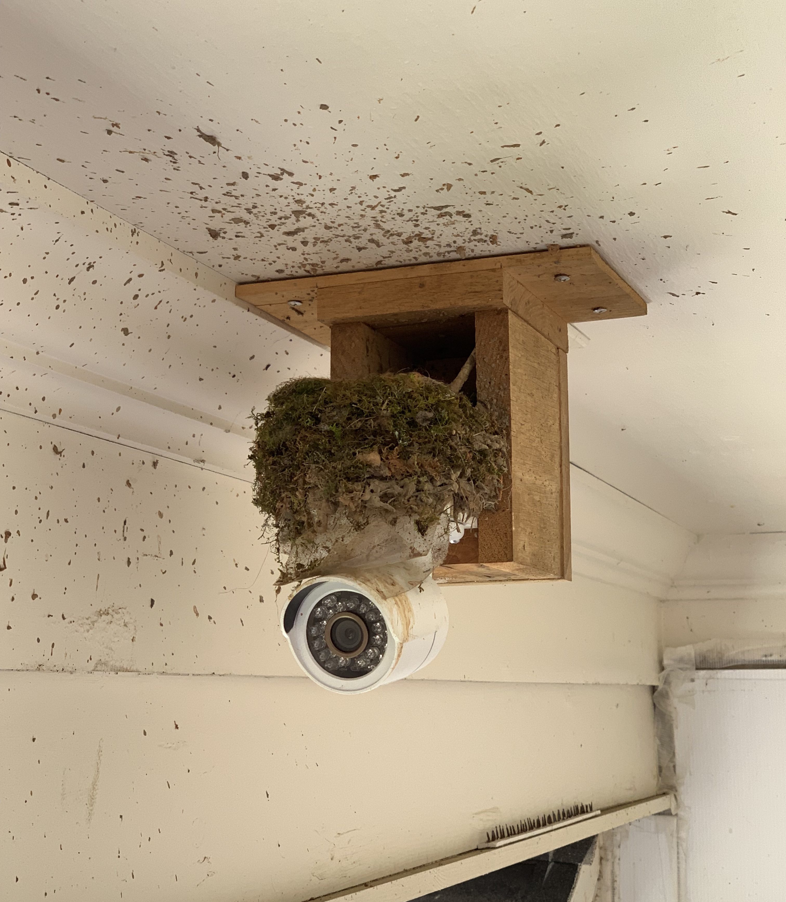Spring Nesting 2019