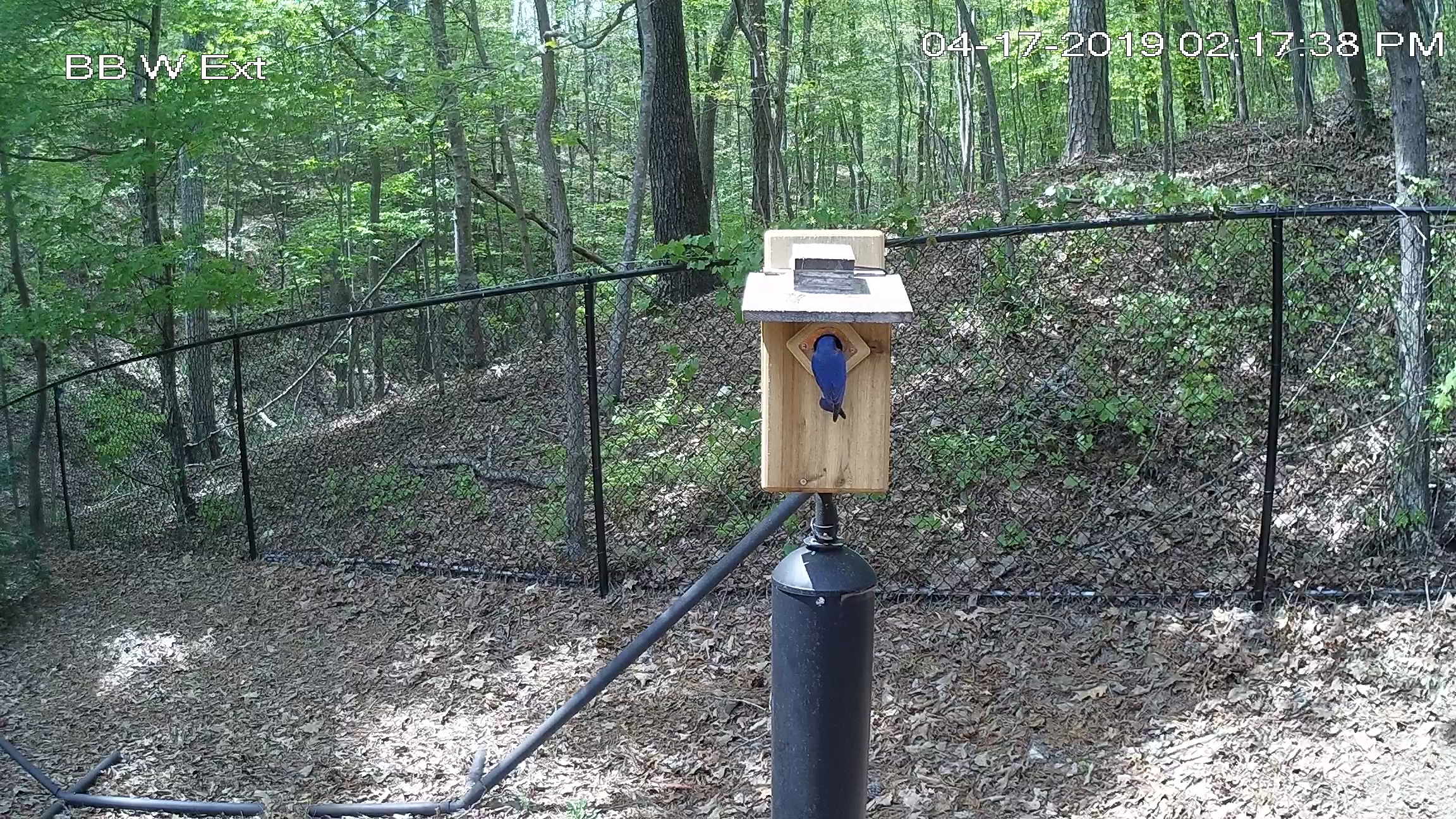 First Fledge 2019 - Male Parent Coaxing