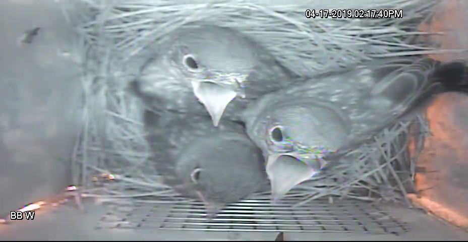 First Fledge 2019 - Dad Giving Instructions