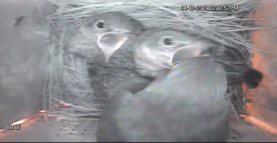 First Fledge 2019 - Parent Coaxing