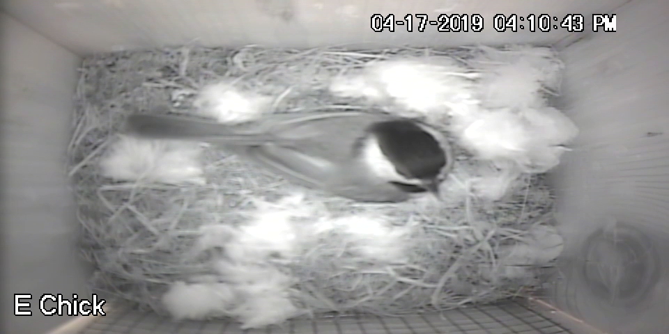 Mom Chickadee and Her Cotton-ball Bedding