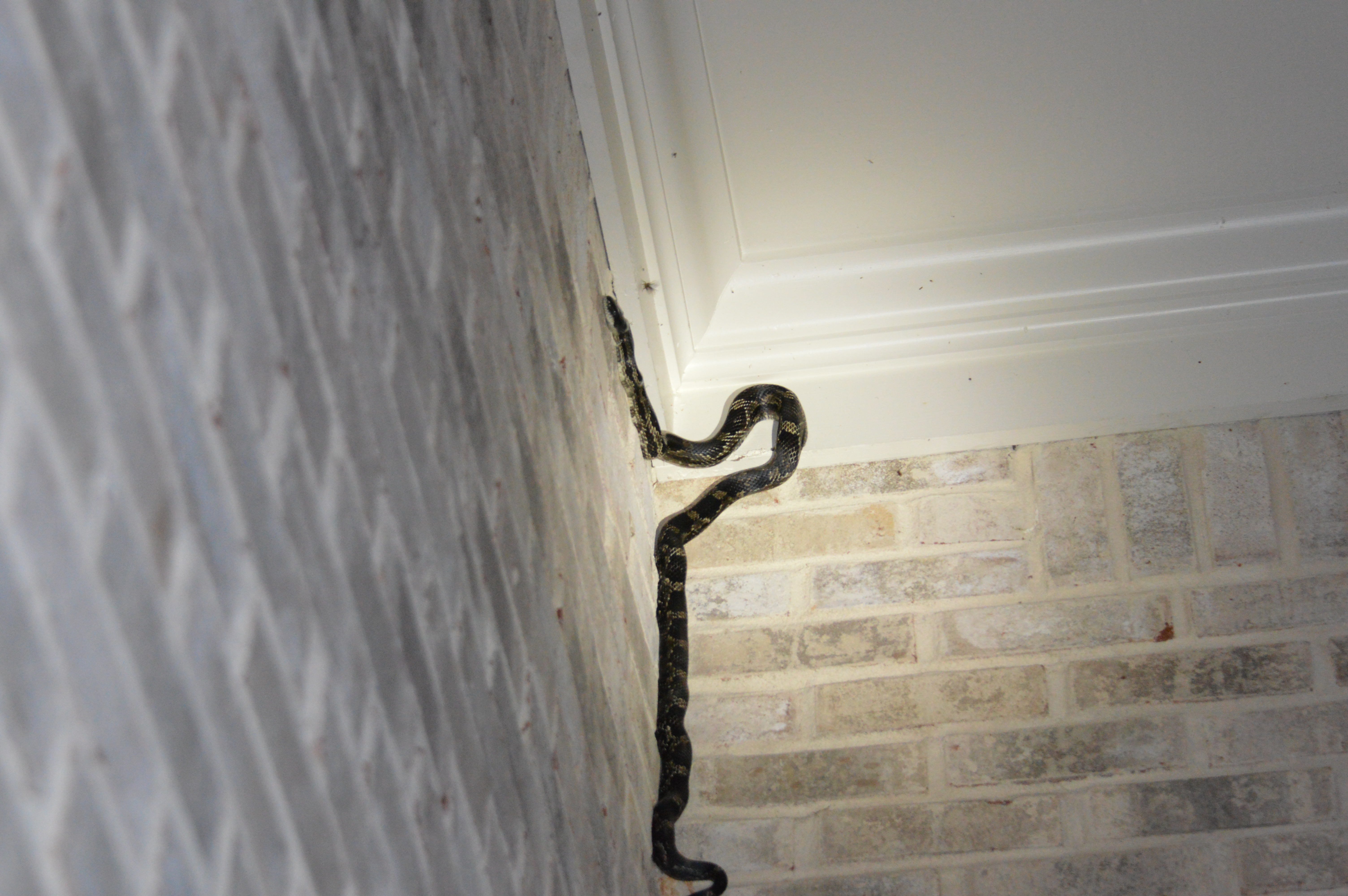Gray Rat Snake Climbs Brick Wall
