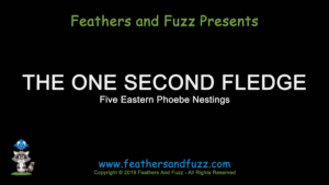 One Second Fledge