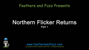 Northern Flicker Return